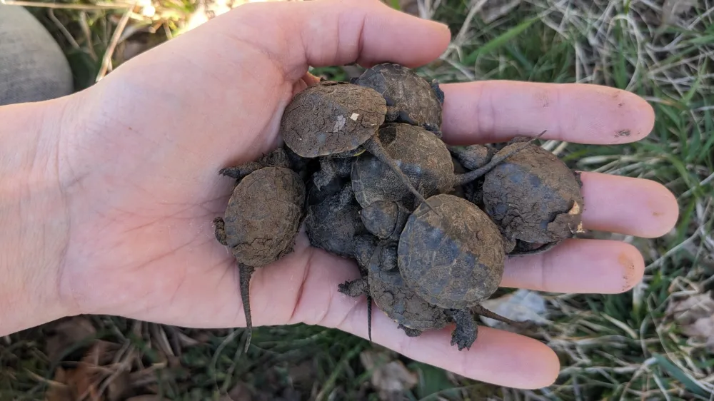 Nedavno so male želve, ki so se izvalile lani jeseni, prvič prilezle iz gnezda. 