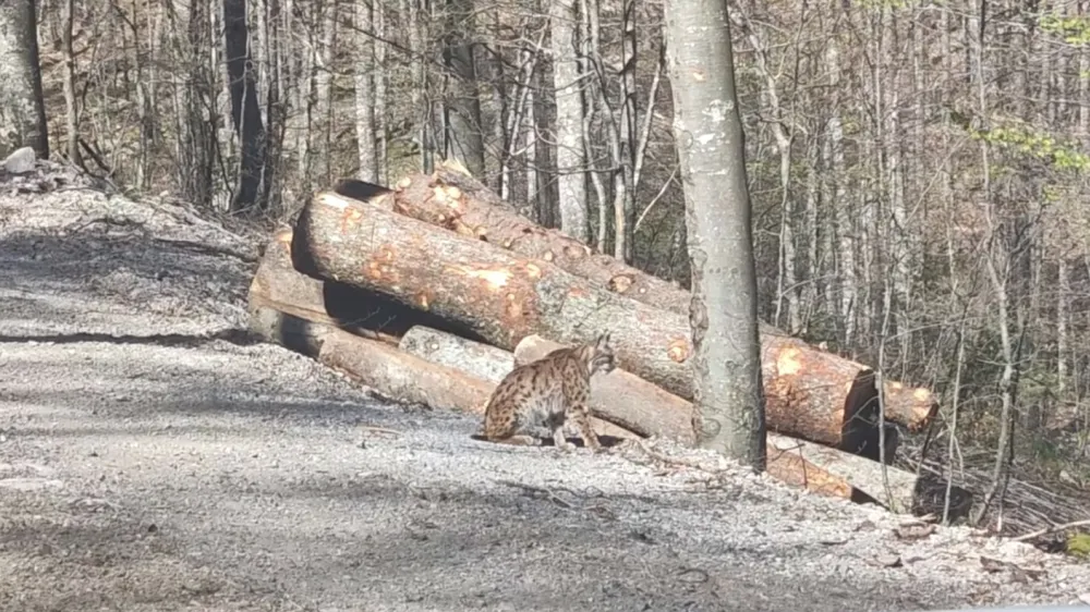 Prijetno presenečenje na cesti
