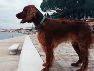 Lastniki psov bodo med obiskom Pirana morali še dodatno sk Vesna Levičnik