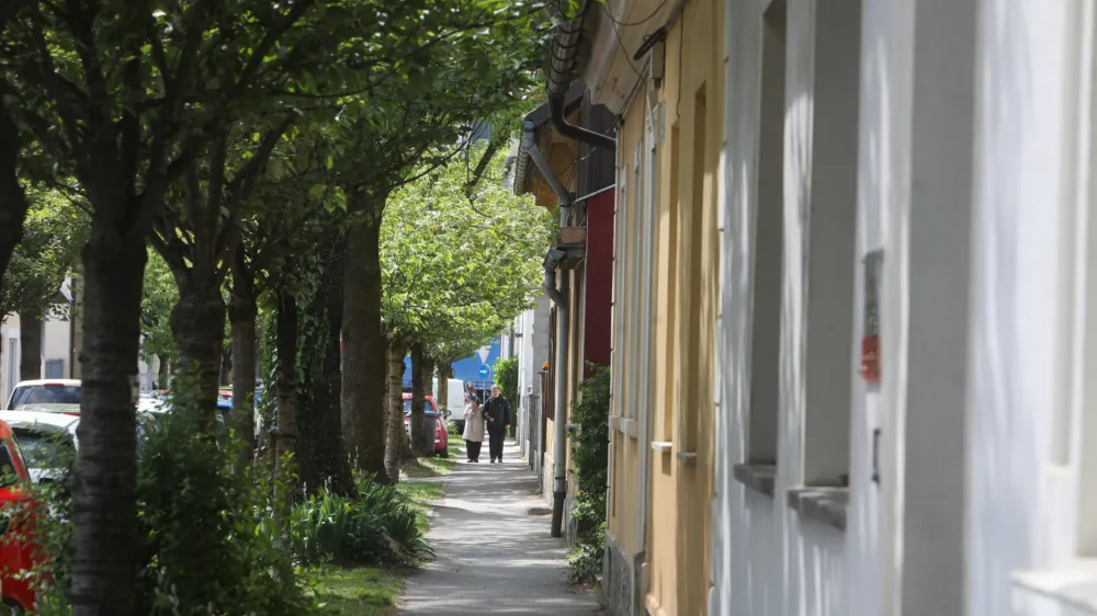 Za drevored leta so prebivalci Ljubljane izbrali drevored japonske češnje v Aljaževi ulici. Kot so zapisali pobudniki akcije, je to ena bolj očarljivih ljubljanskih ulic. Foto: Bojan Velikonja