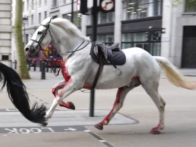 A white horse on the loose bolt through the streets of London near Aldwych, on Wednesday April 24, 2024. (Jordan Pettitt/PA via AP)