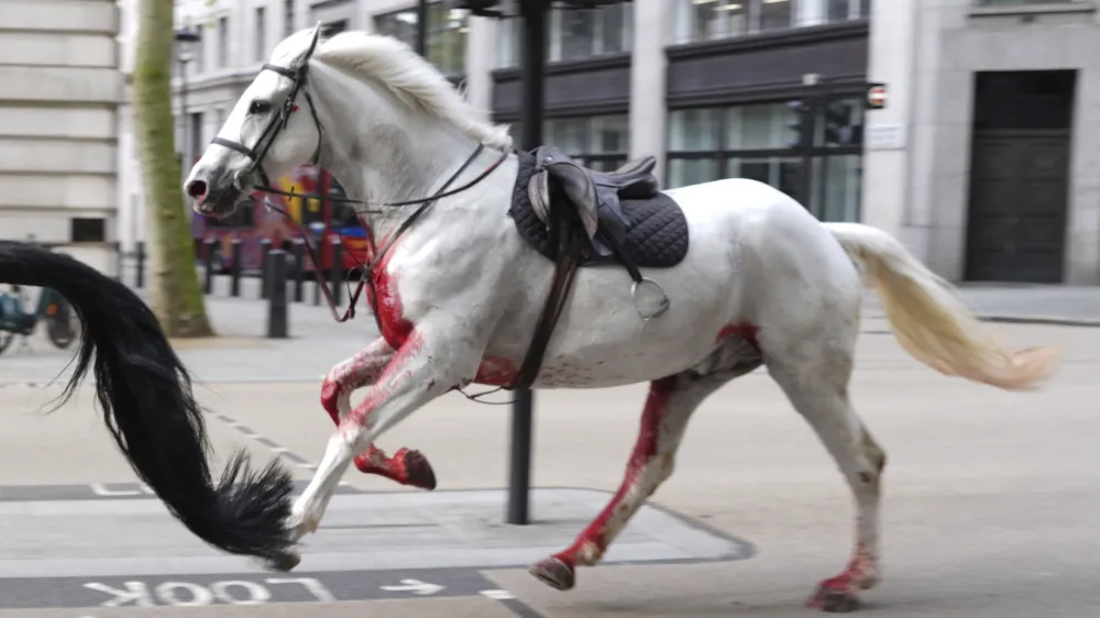 A white horse on the loose bolt through the streets of London near Aldwych, on Wednesday April 24, 2024. (Jordan Pettitt/PA via AP)