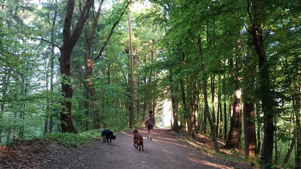 Rožnik, sprehajalec, psi 