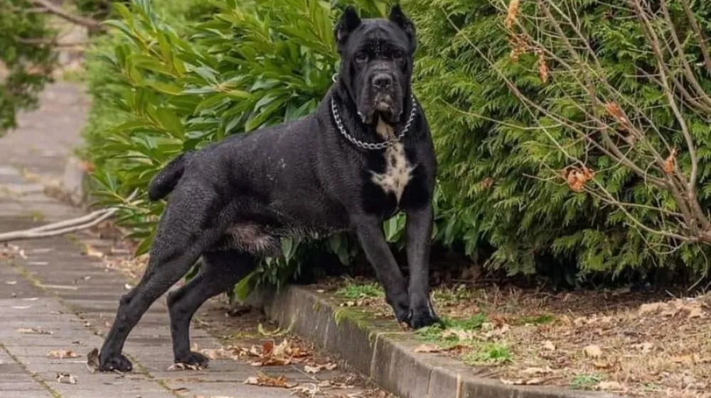 cane corso pes - za enkratno uporabo