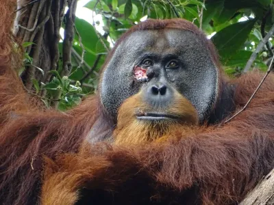 A male Sumatran orangutan named Rakus, with a facial wound below the right eye, is seen in the Suaq Balimbing research site, a protected rainforest area in Indonesia, two days before the orangutan administered wound self-treatment using a medicinal plant, in this handout picture taken June 23, 2022. Armas/Max Planck Institute of Animal Behavior/Handout via REUTERS  THIS IMAGE HAS BEEN SUPPLIED BY A THIRD PARTY NO RESALES. NO ARCHIVES MANDATORY CREDIT