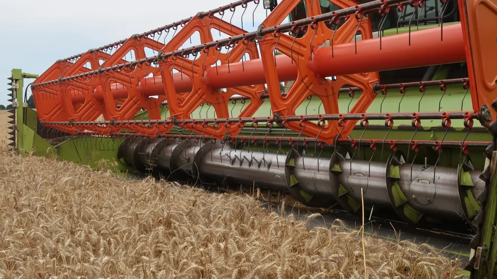 Pomurje, Rakičan, Panvita, žetev, pšenica, kombajn. Foto. Tatjana Pihlar 