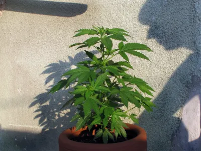 - konoplja///FOTO: Luka CjuhaOPOMBA: ZA OBJAVO V ČASOPISU DNEVNIK