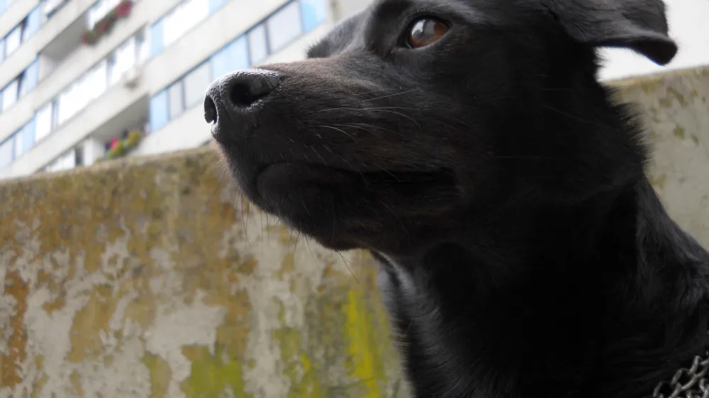 Psička Cha-Cha je v Ljubljani poznala vsak skrivni kotiček mesta. 