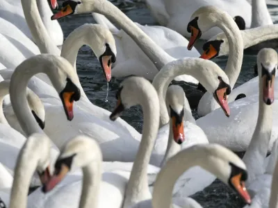 ﻿V Sloveniji so od začetka leta ptičjo gripo potrdili pri 29 divjih pticah, od tega pri 26 labodih grbch, ki tudi na evropski ravni sodijo med najpogosteje najdene okužene prostoživeče ptice.