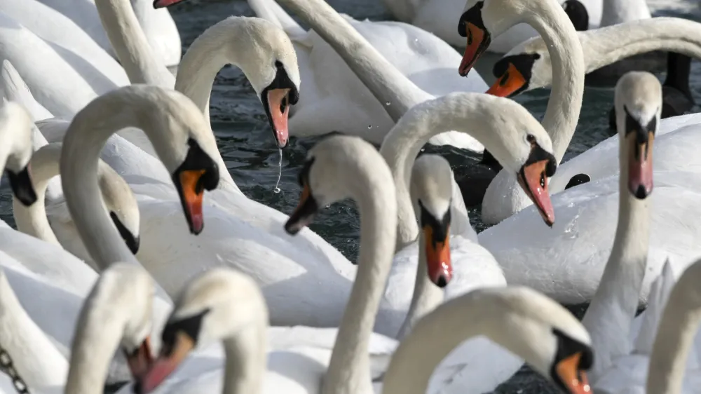 ﻿V Sloveniji so od začetka leta ptičjo gripo potrdili pri 29 divjih pticah, od tega pri 26 labodih grbch, ki tudi na evropski ravni sodijo med najpogosteje najdene okužene prostoživeče ptice.