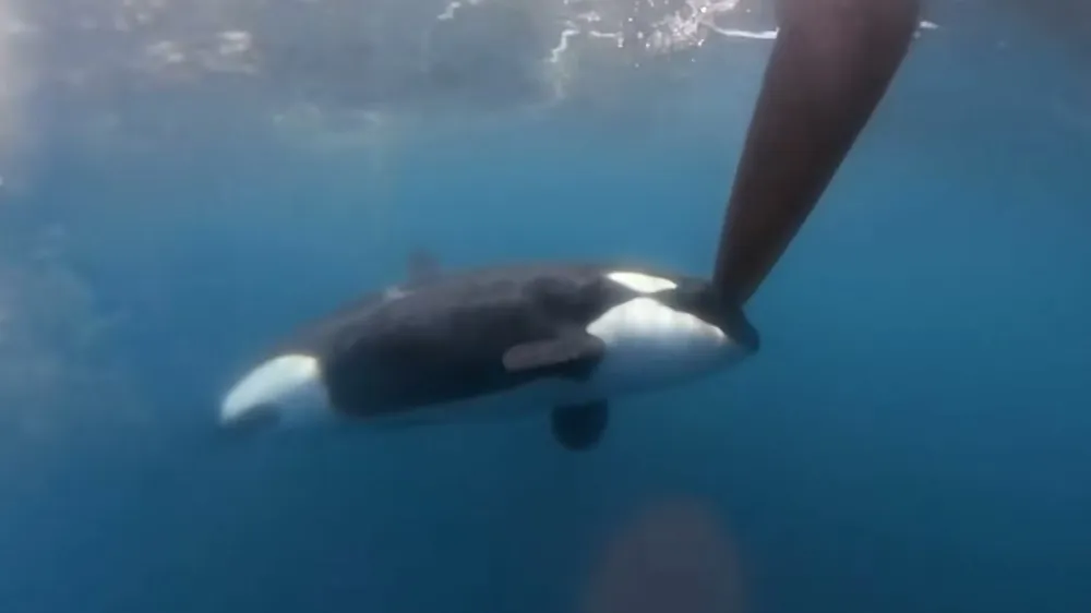 Srečanje orke s smernim krmilom jadrnice leta 2023 v okolici Gibraltarja.