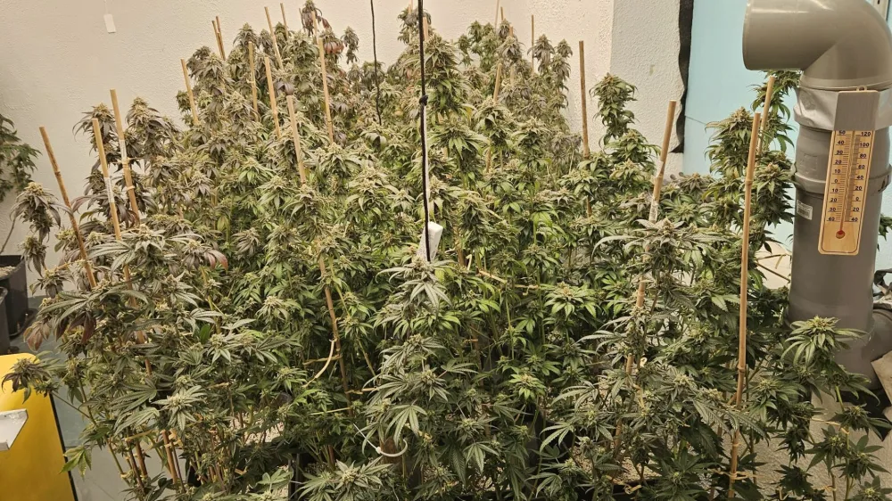 V hi&scaron;ni preiskavi so mariborski policisti pri 58-letniku odkrili prirejen prostor za gojenje konoplje, v katerem so na&scaron;li in zasegli 68 sadik, pa tudi različne pripomočke za gojenje.