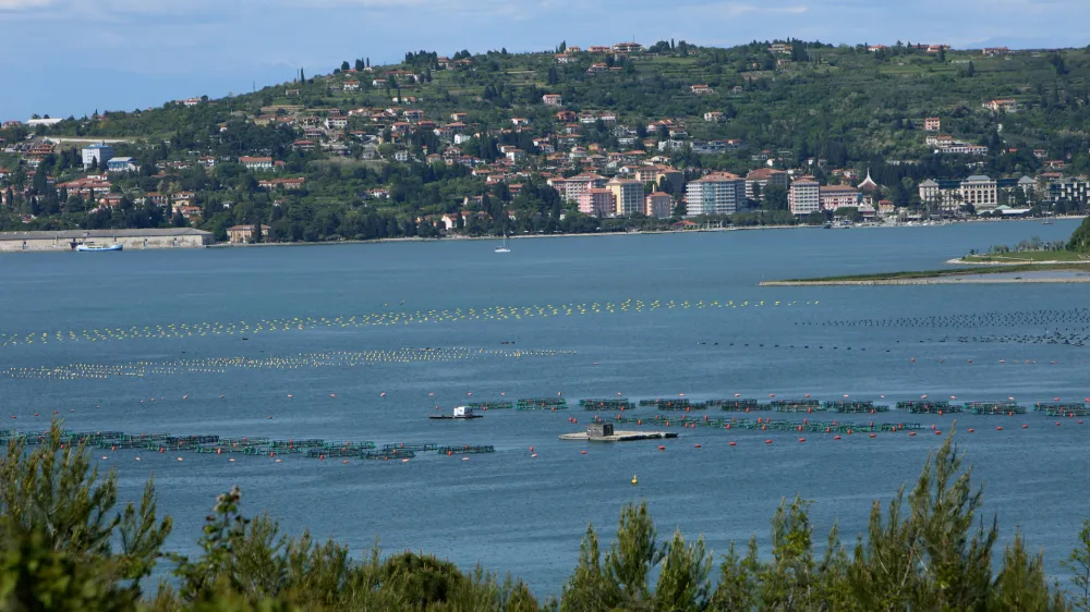 ﻿- Piranski zaliv - Školčišče - Kanegra - - 08.05.2017 - slovensko-hrvaška meja - reševanje mejnega spora med Slovenijo in Hrvaško - arbitražni sporazum za rešitev vprašanja meje s Hrvaško - arbitraža -//FOTO: Tomaž SkaleOPOMBA: REPORTAŽA 2017