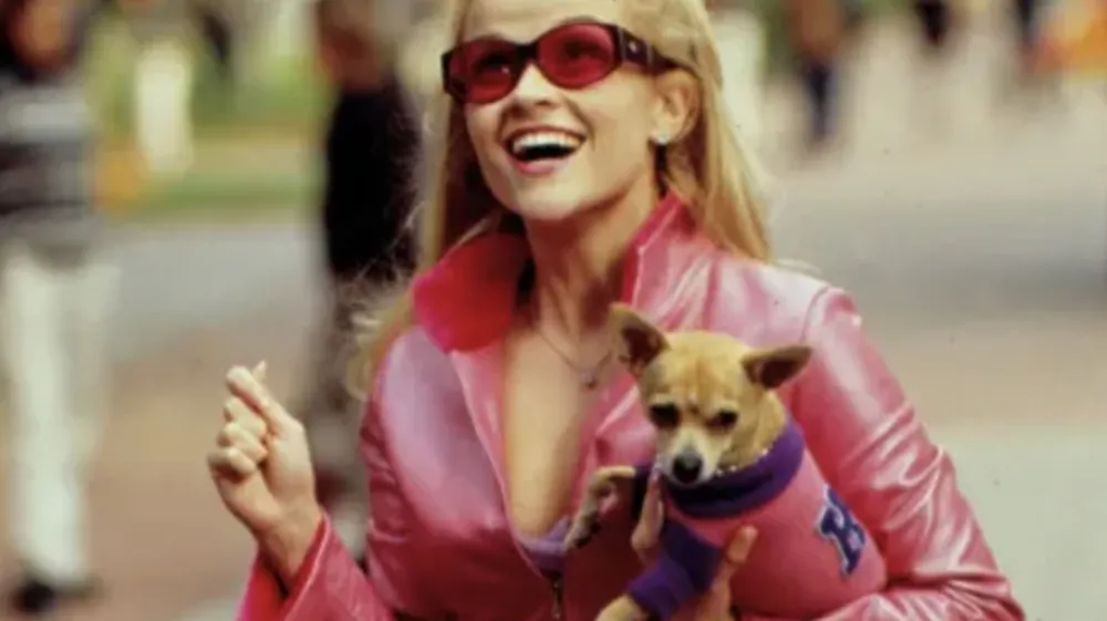 Blondinka s Harvarda