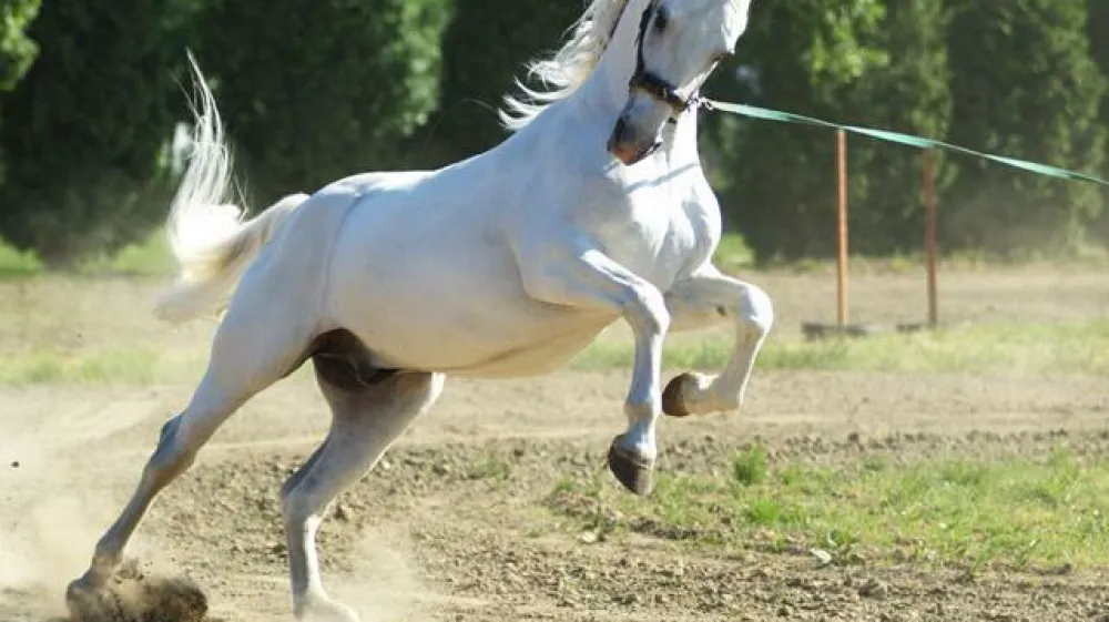 Lipicanec iz kobilarna lipicancev v Đakovu 