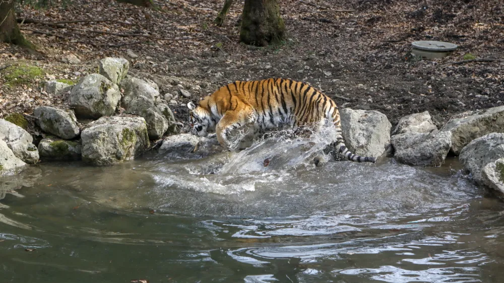 ﻿- sibirski tiger 03.03.2022 - Živalski vrt ZOO Ljubljana - //FOTO: Luka Cjuha.