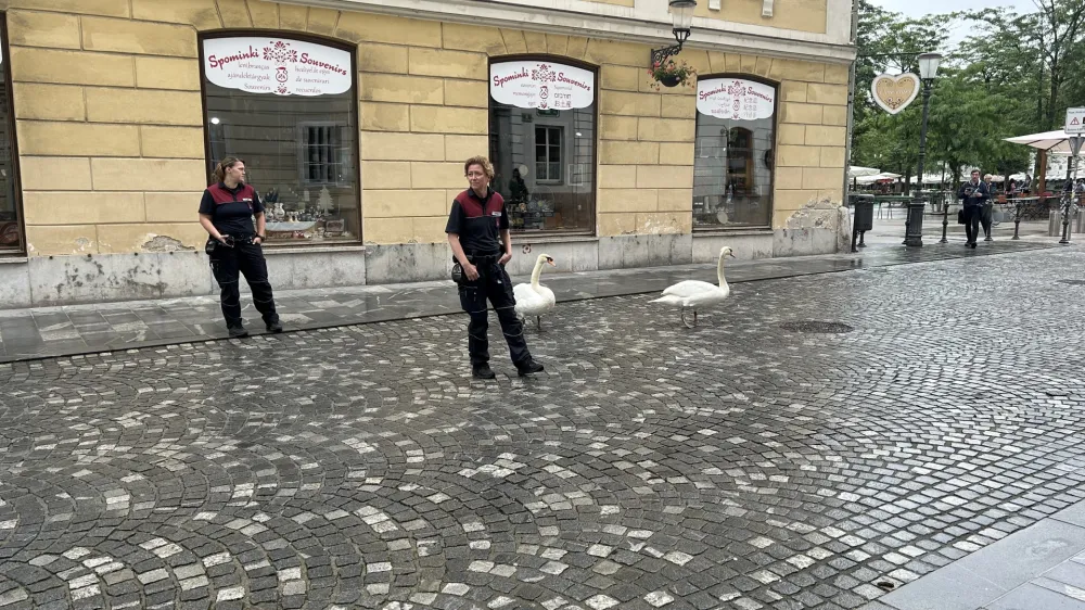 Labodji par sredi mesta