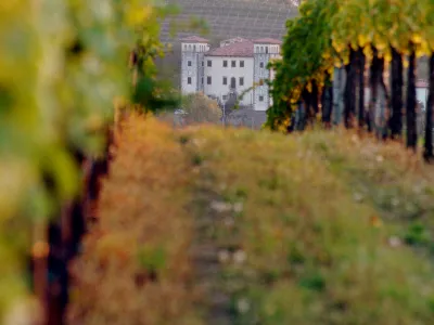 Vinograd in grad Dobrovo – Brici bodo tudi letos odprli svoje kleti za obiskovalce. 