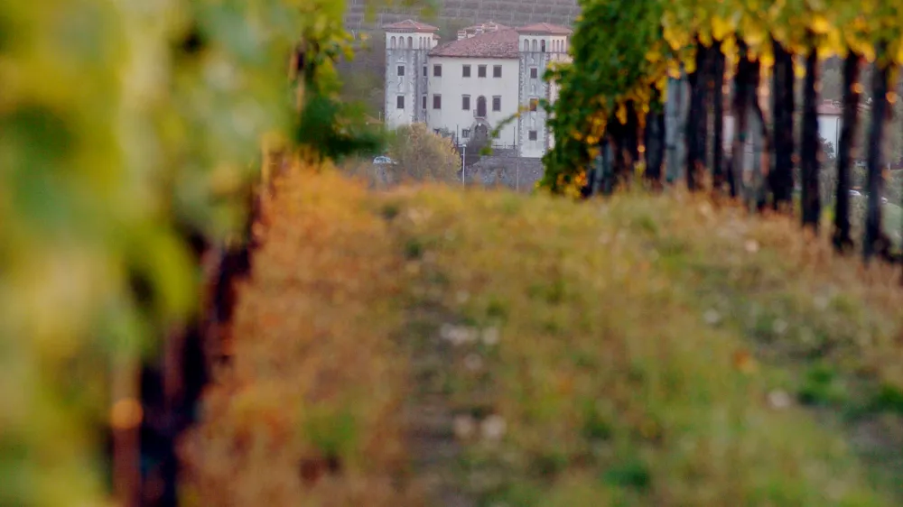 Vinograd in grad Dobrovo – Brici bodo tudi letos odprli svoje kleti za obiskovalce. 