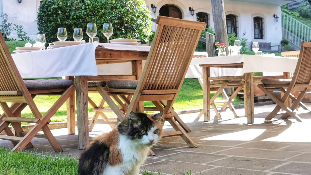 Utrujena Missy pred gostinskimi mizami / Foto: Miha First