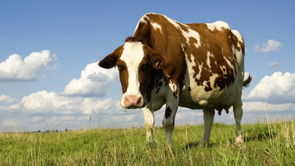 krava žival travnik