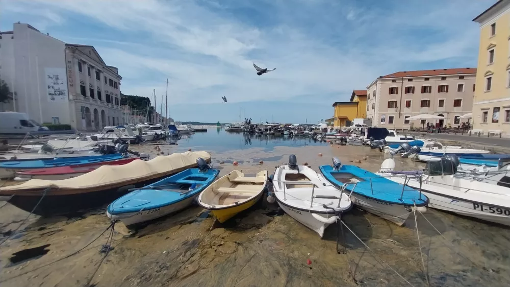Posledice sluzenja morja so najbolj očitne prav v piranskem mandraču. F Vesna Levičnik