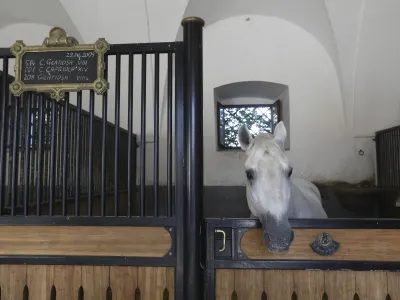 - 27.09.2023 – Kobilarna Lipica, dom lipicancev in največja kobilarna z lipicanci na svetu. //FOTO: Luka Cjuha