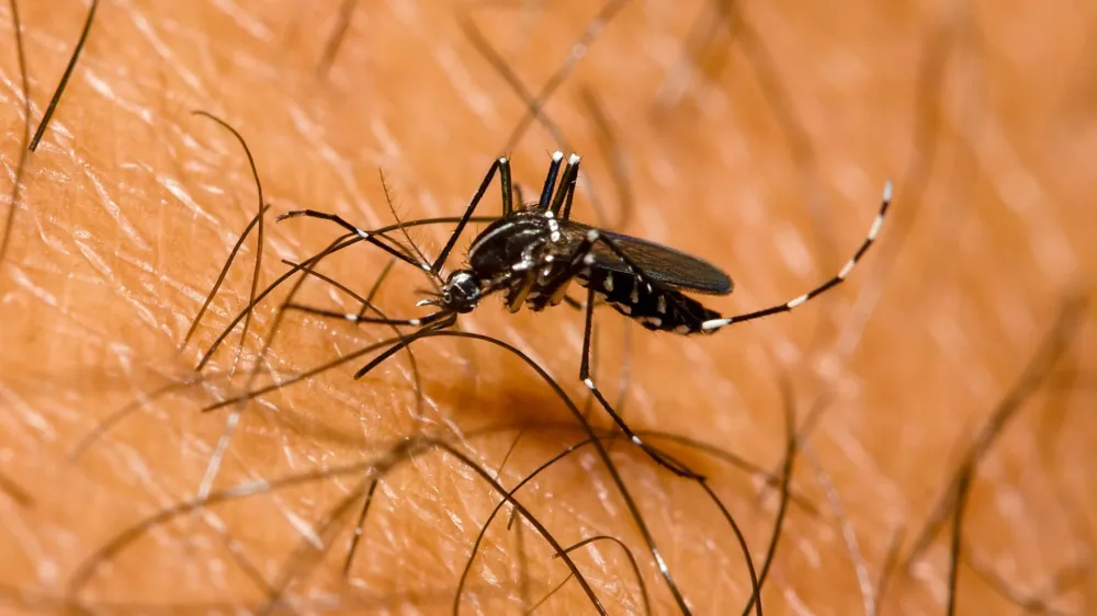 Tigrasti komarji so zelo prilagodljivi, njihovi piki pa boleči in potencialno škodljivi.