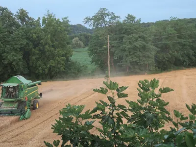 pšenica, žetev, kombajn. Foto: Tatjana Pihlar 