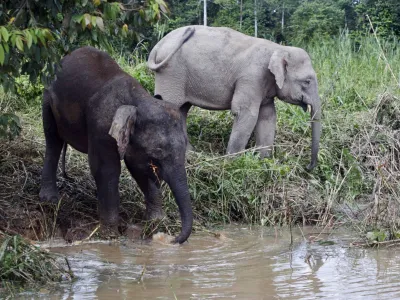 Borneo pygmy elephants drink water from Kinabatangan river in Malaysia's state of Sabah on the Borneo island February 19, 2009. Deprived of access to his favourite food, a pygmy elephant trumpets furiously and charges at wildlife officials, a manifestation of this rare species' battle against Malaysia's key palm oil industry. Some herds of pygmy elephants, an endangered species according to conservation body the Worldwide Fund for Nature (WWF), are thriving on the fruit of palm oil plantations that encroach on their domains on Borneo island. Picture taken February 19.   REUTERS/Bazuki Muhammad (MALAYSIA)