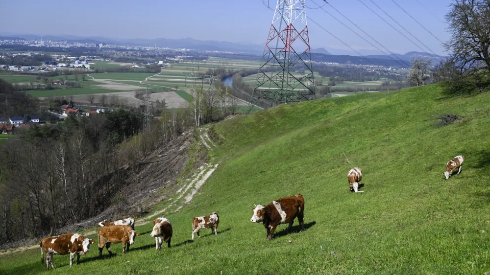 turistična kmetija Pri Lazarju - krave - govdoreja - 06.04.2023 - Odbor Planinske zveze Slovenije za planinstvo invalidov (Odbor inPlaninec) – predstavitev akcije Gibalno ovirani gore osvajajo GOGO 2023 – novinarska konferenca na turistični kmetiji Pri Lazarju//FOTO: Nik Erik Neubauer