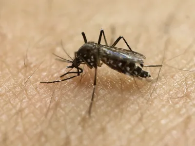 ﻿FILE - In this Jan. 18, 2016, file photo, a female Aedes aegypti mosquito acquires a blood meal on the arm of a researcher at the Biomedical Sciences Institute in the Sao Paulo's University in Sao Paulo, Brazil. The Aedes aegypti can spread the Zika virus, which is spreading in parts of Latin America and the Caribbean and usually causes a mild illness but is now suspected in an unusual birth defect and possibly other health issues. (AP Photo/Andre Penner, File)
