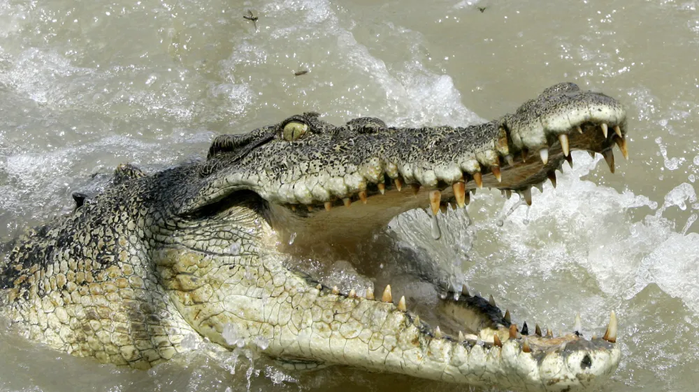 A large saltwater crocodile shows aggression as a boat passes by on the Adelaide river 60 kilometers (35 miles) from Darwin in Australia's Northern Territory, Saturday, Oct. 15, 2005. Crocodiles are a large very aggressive carnivore with adult males reaching sizes of up to 6 or 7 meters (20 to 23 feet), and females being smaller at 2.5 to 3 meters (8 to 10 feet). These ancestors of the long extinct dinosaurs are a territorial animal that have been known to attack small boats and killing people.(AP Photo/Rob Griffith)