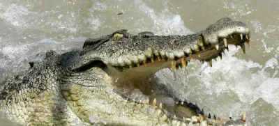 A large saltwater crocodile shows aggression as a boat passes by on the Adelaide river 60 kilometers (35 miles) from Darwin in Australia's Northern Territory, Saturday, Oct. 15, 2005. Crocodiles are a large very aggressive carnivore with adult males reaching sizes of up to 6 or 7 meters (20 to 23 feet), and females being smaller at 2.5 to 3 meters (8 to 10 feet). These ancestors of the long extinct dinosaurs are a territorial animal that have been known to attack small boats and killing people.(AP Photo/Rob Griffith)