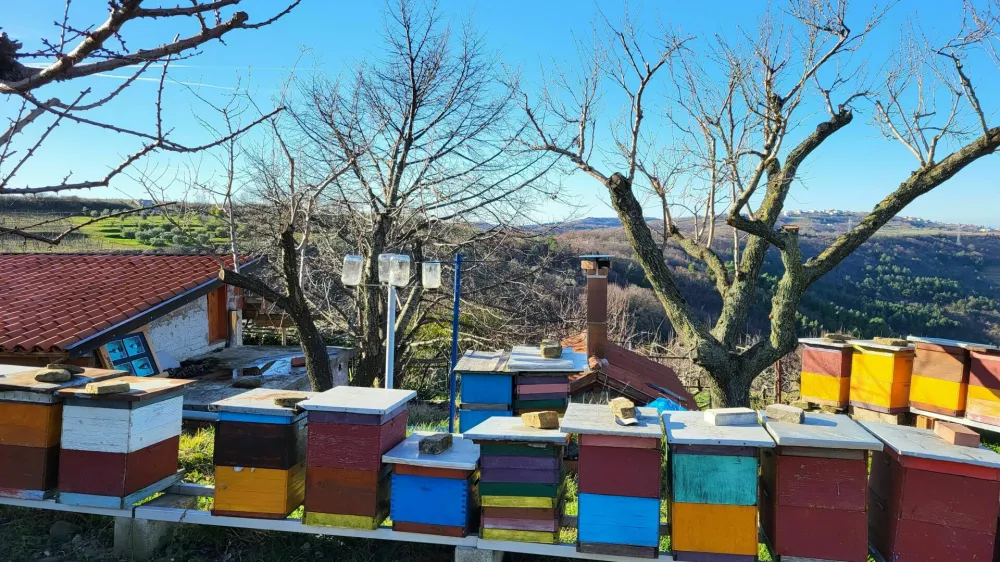 čebelji panj koper / Foto: Katja Gleščič 