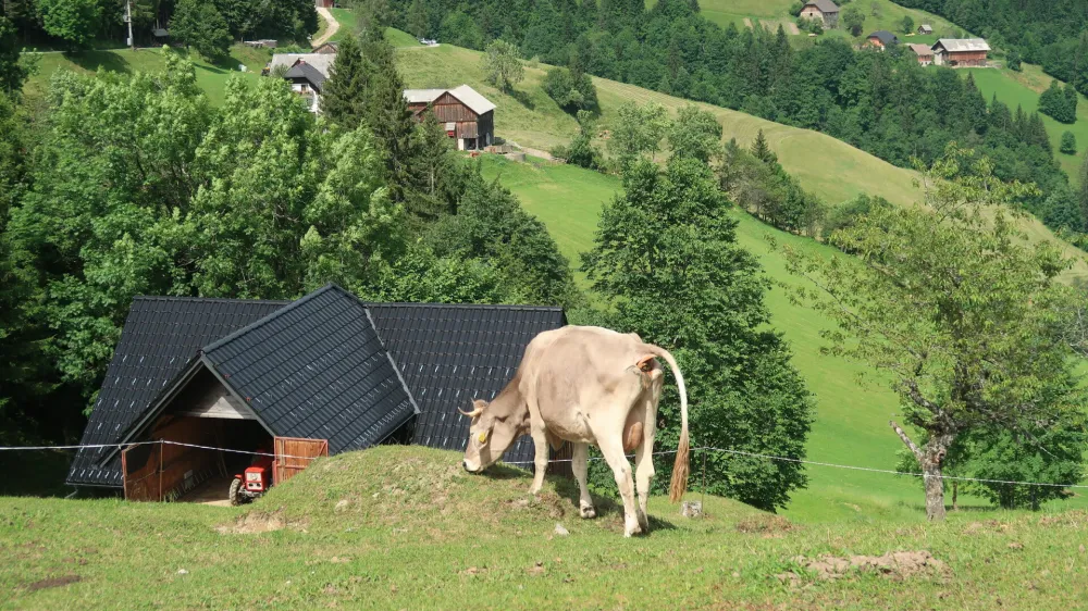 hribovska kmetija, Zg. Savinjska dolina, krava, paša. Foto: Tatjana Pihlar 