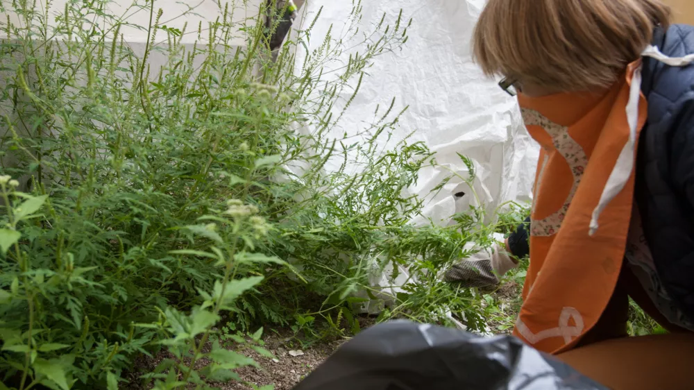 ﻿- odstranjevanje ambrozije - invazivna tujerodna rastlina, ki izvira iz Severne Amerike  - 21.08.2015 - SEZAM, združenje mladih, staršev in otrok, Novi trg 1 v Ljubljani - agresivne tujerodne rastlinske vrste v Sloveniji - alergijski rinitis Ambrozija, ki cveti konec avgusta - alergena rastlina - invazivna tujerodna vrsta -   //FOTO: Maja Marko