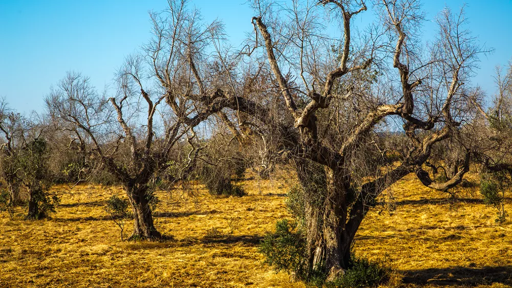 Bakterijski ožig oljk