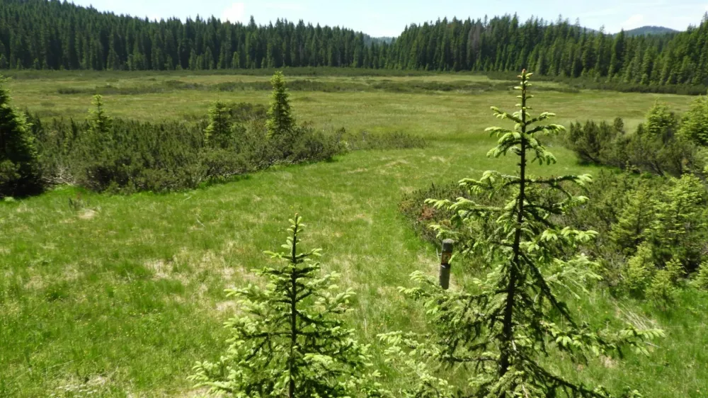 Barje Šijec je najvišje visoko barje na Pokljuki in pod njim leži tudi petmetrska plast podtalnice, ki je pomemben rezervoar pitne vode za okoliške kraje.