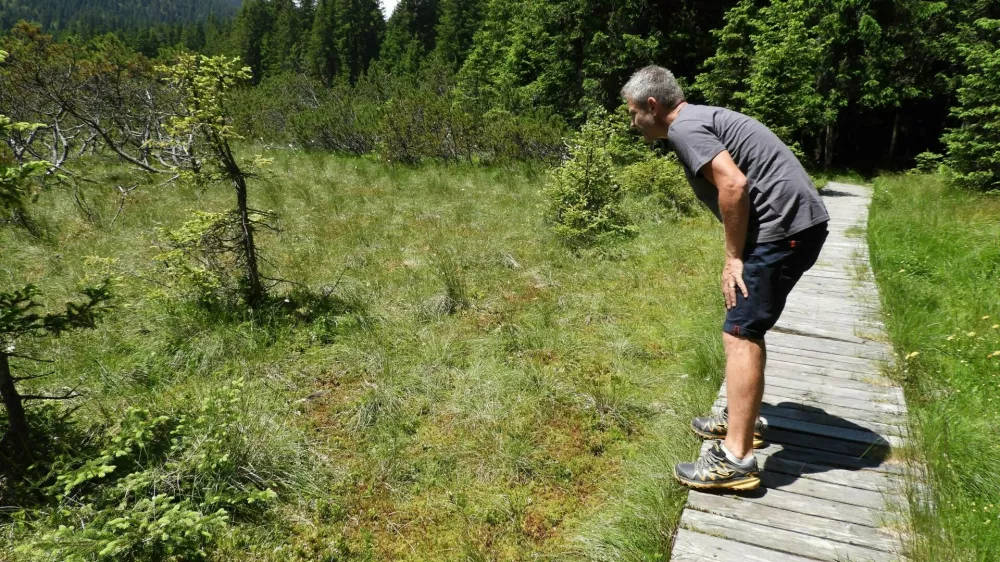 Čez barje Goreljek na Pokljuki je urejena učna pot, na kateri lahko obiskovalci spoznajo značilnosti visokih barij. Andrej Arih išče rosiko, mesojedo rastlino, znano predstavnico šotnih barij.
