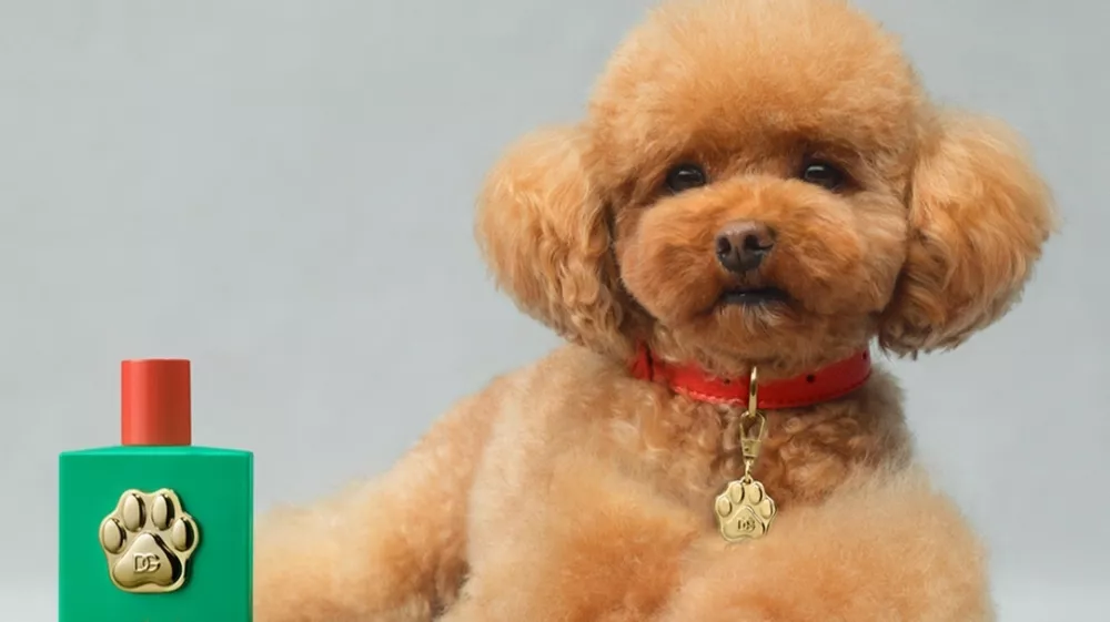 Modna hiša zagotavlja, da bo nova dišiva navdušila tudi najbolj zahtevne F Instagram/Dolce & Gabbana