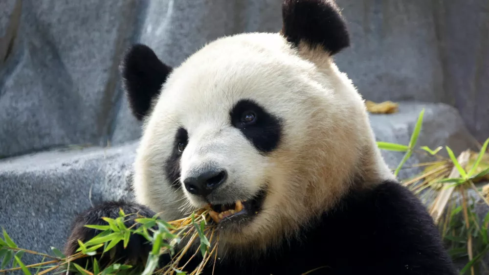 Panda bear Xin Bao eats in the Panda Ridge enclosure at San Diego Zoo in San Diego, California, U.S., August 7, 2024. REUTERS/Mario Anzuoni
