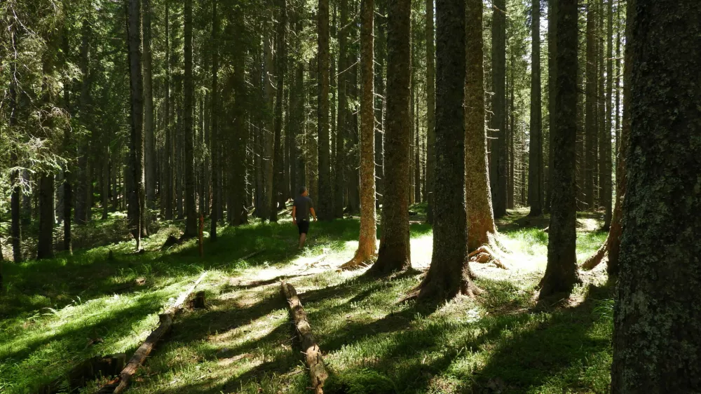 Andrej Arih TNP, gozd, Pokljuka, POkljuška pot