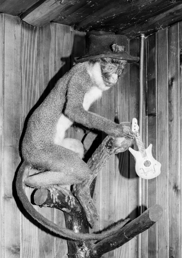 Opica, ki jo je v enega od barov v La&scaron;kem v osemdesetih letih pripeljal neki mornar. Foto: Jaka Ter&scaron;ek