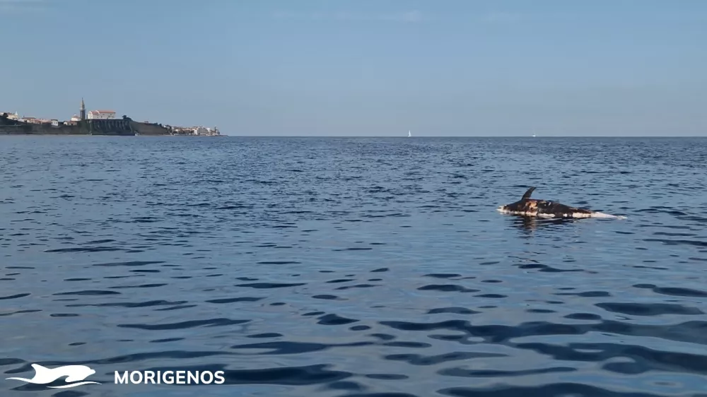 Ustreljen delfin Foto: Morigenos