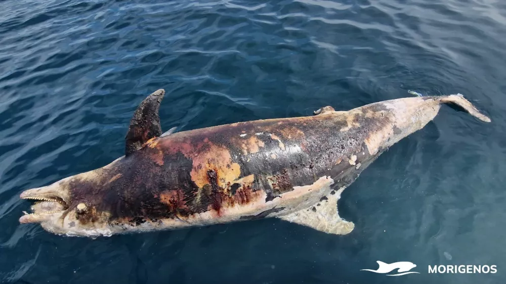 Ustreljen delfin Foto: Morigenos