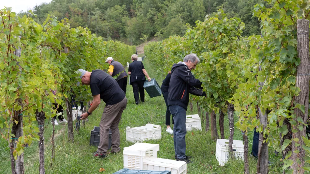 Trgatev 2024 v Goriških Brdih / Foto: Jaka Jeraša