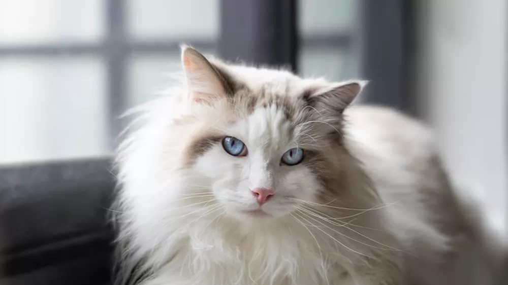 Ragdoll je prva pasma mačke, za katero je bil registriran patent. F iStock