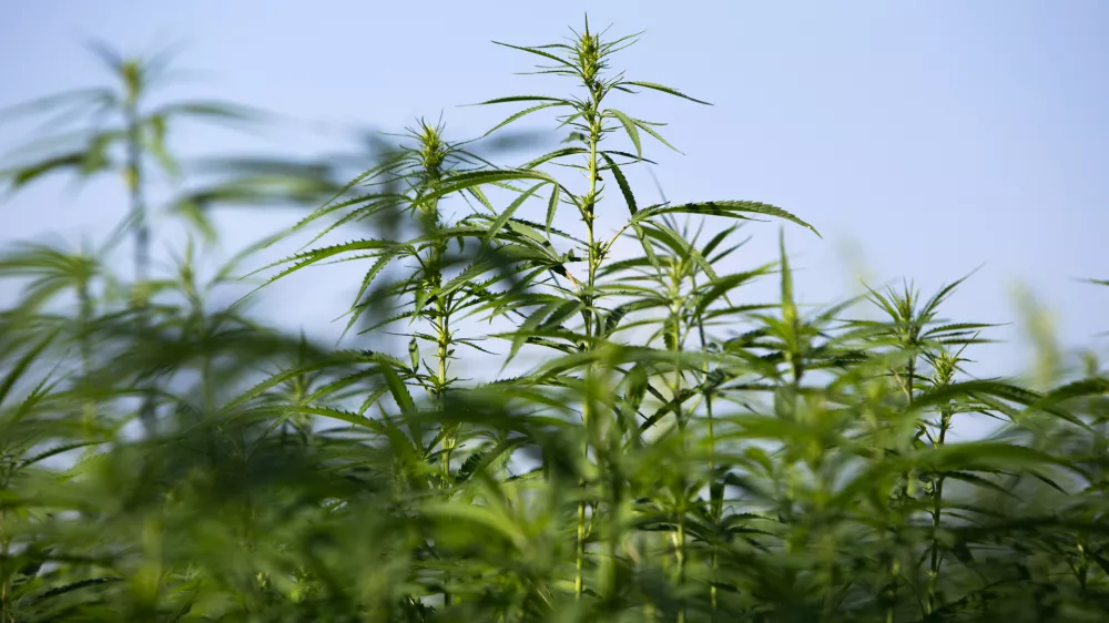 ﻿- konoplja- 21.07.2017 – Biotehnična fakulteta //FOTO: Matjaž Rušt