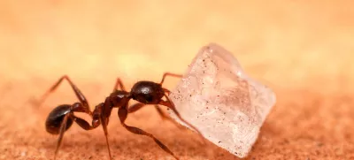 V mestu Kehl so odkrili, da za izpadi elektrike tičijo superkolonije mravelj. Foto: Getty Images